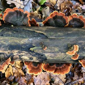 Turkey-tail