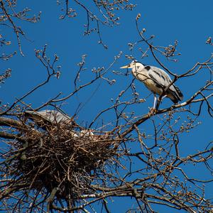 Grey Heron