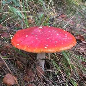 Fly Agaric