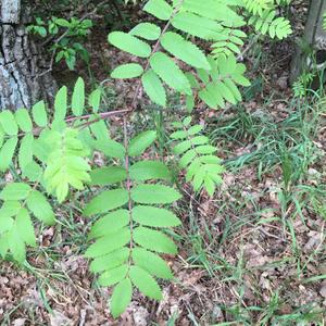 Unknown Species