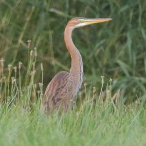 Purple Heron