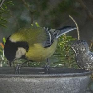 Great Tit