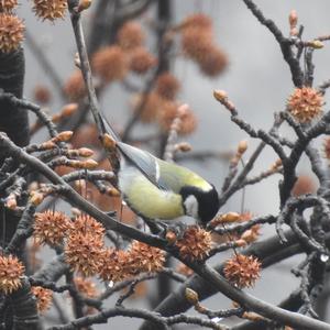 Great Tit