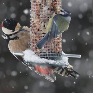 Great Spotted Woodpecker