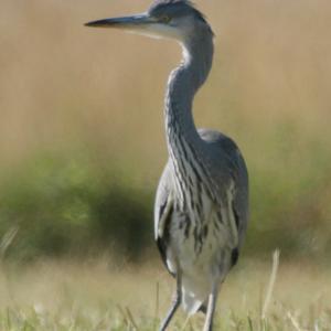 Grey Heron