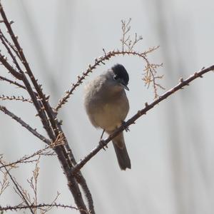 Blackcap