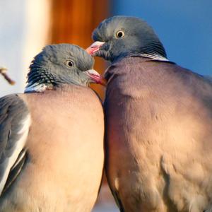 Common Wood-pigeon