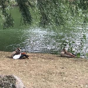 Nilgans