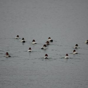 Common Pochard