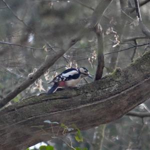 Great Spotted Woodpecker