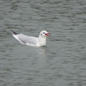 Black-headed Gull