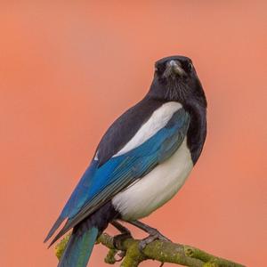 Black-billed Magpie