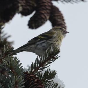 Eurasian Siskin