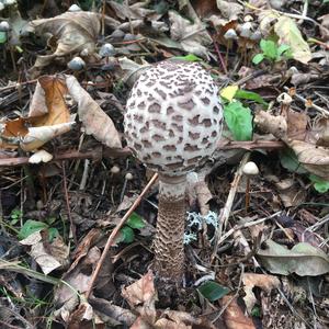 Shaggy Parasol