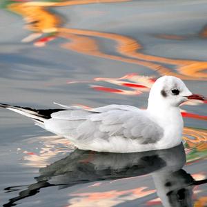 Black-headed Gull