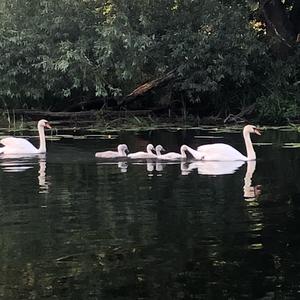 Mute Swan