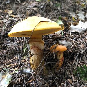 Larch Suillus