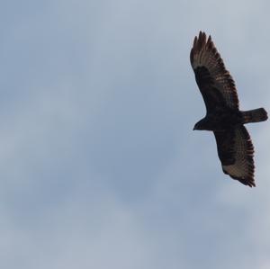 Common Buzzard