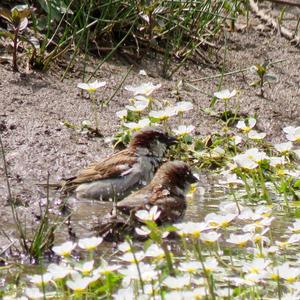 House Sparrow