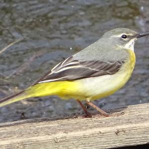 Yellow Wagtail