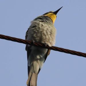 European Bee-eater