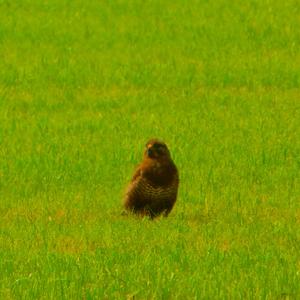 Common Buzzard