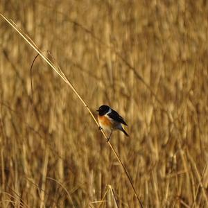 Common Stonechat