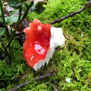 Emetic Russula