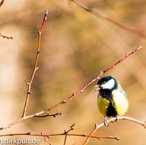 Great Tit