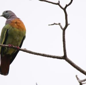 Pink-necked Green-pigeon