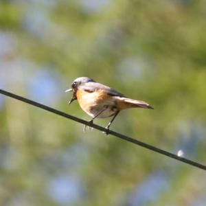 Common Redstart