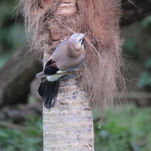 Eurasian Jay