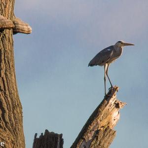 Grey Heron