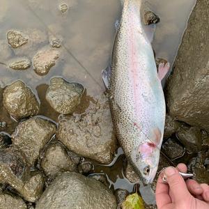 Rainbow trout