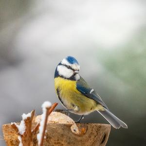 Blue Tit