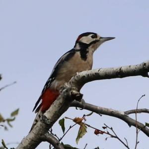 Great Spotted Woodpecker