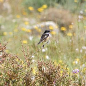 European stonechat