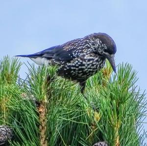 Spotted Nutcracker