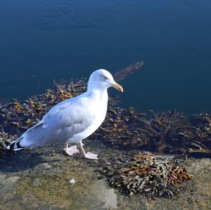 Herring Gull