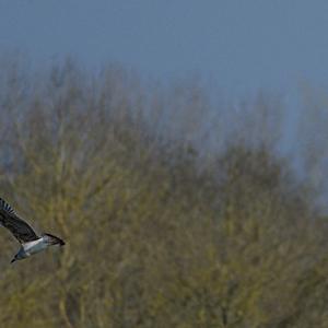 Black-headed Gull