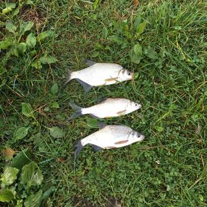 White bream