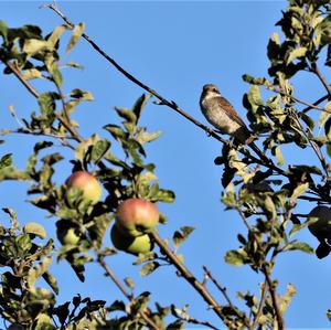 Red-backed Shrike