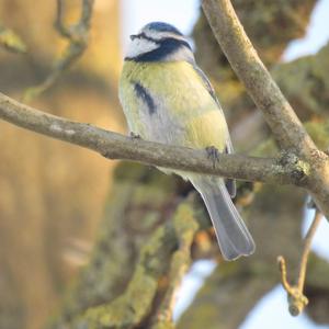 Blue Tit