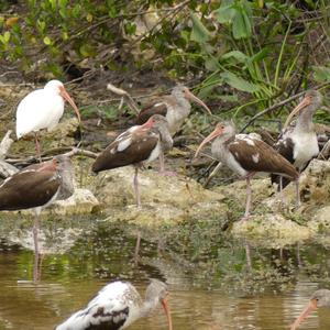 White Ibis