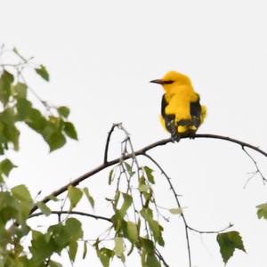 Eurasian Golden Oriole