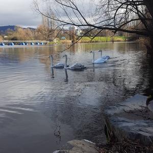 Mute Swan