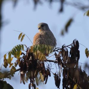 Common Kestrel