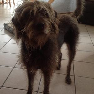 Unknown Breed