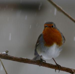 European Robin