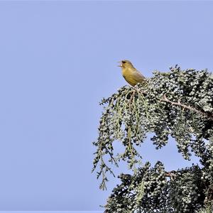 European Greenfinch